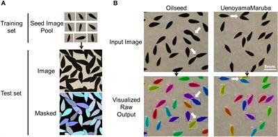 QTL mapping for seed morphology using the instance segmentation neural network in Lactuca spp